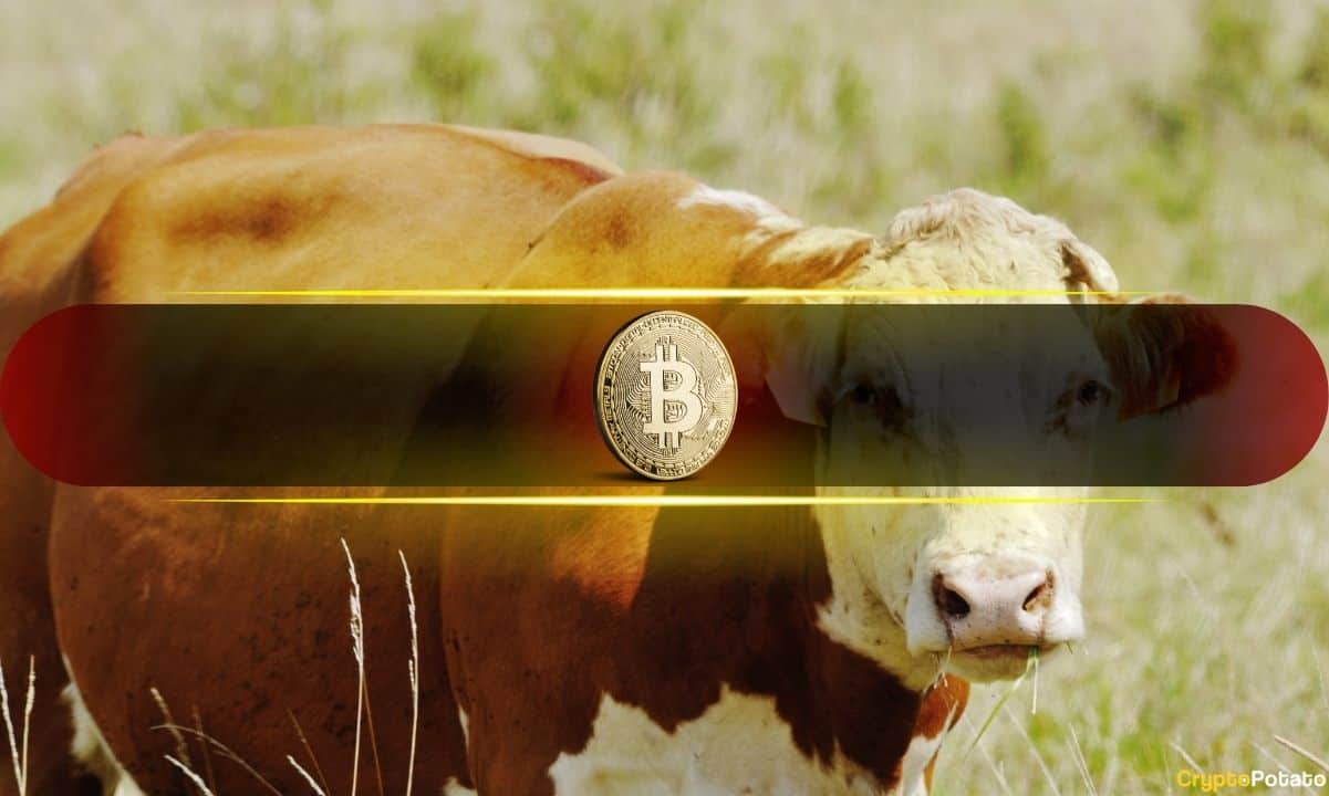 Bitcoin-Analyse: Täglicher RSI über 85 — Signale für neuen Bullenlauf oder Ausnahmefall?